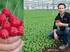 Gebruik ORGAplus organische meststoffen in aardbeien. Auteur(s) Jos Wilms en Gerard Meuffels (PPO-Vredepeel)