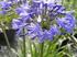 Organische bemesting van hyacint