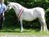 Welsh Pony & Cob Vereniging Erkend stamboek voor de Welsh Erkend EU-paspoort uitgevende instantie opgericht in 1970 Official WPCS Daughter Society