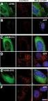 Principles of sorting and assembly of peroxisomal alcohol oxidase Ozimek, Paulina Zofia