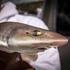 Onderzoek naar haaien en roggen in Nederland in het kader van de Kaderrichtlijn Mariene Strategie