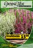 4 per stuk 5,95 voor. Struikheide. Calluna Vulgaris, Verkrijgbaar in diverse kleuren. Grote pot (17 cm). 18e jaargang nr
