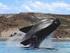 Walvissen, zeeleeuwen, zeeolifanten en pinguïns wilt spotten in hun natuurlijke habitat