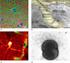Glia in Alzheimer's disease and aging: Molecular mechanisms underlying astrocyte and microglia reactivity Orre, A.M.