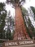 Een jonge sequoia opgegroeid tussen de as van een bosbrand en een jonge sequoia in een pot.