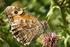 Handleiding Online Invoer Landelijke Meetnetten Vlinders en Libellen