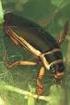 Geelgerande waterkevers in Vlaanderen