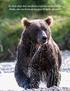 En daar sta je dan, met lieslaarzen aan in een rivier in Alaska, met vier beren op nog geen 10 meter afstand.
