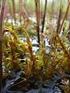 Veranderingen in de mosflora van de Bennekomse Meent en de Bennekomse Hooilanden na maatregelen tot herstel van blauwgrasland