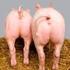 Effect van voersamenstelling op bijtgedrag bij varkens
