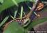 Over de Dwergmarmersalamander (Triturus marmoratus pygmaeus)