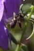 Klokjesdikpootbijen (Melitta haemorrhoidalis) en grasklokjes (Campanula rotundifolia) op Texel