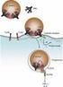 The clinical significance of mannose-binding lectin (MBL) deficiency Frakking, F.N.J.