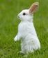 Rassenkennis herkauwers, konijnen en knaagdieren