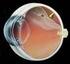 Netvliesloslating. Wat is een netvlies? Figuur 1. Het oog
