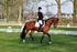 Dressuur paarden & pony's B t/m M2 Arnhem