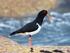 Scholekster (Haematopus ostralegus) A Status. 2. Kenschets. 3. Ecologische vereisten