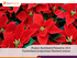 Product Marktbeeld Poinsettia 2014 FloraHolland productteam Bloeiend seizoen