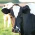 Verkorten van de droogstand van melkvee: effecten op de melkproductie, energiebalans en koe- en kalfgezondheid