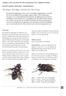 vijfde aanvulling op de naamlijst van nederlandse sluipvliegen (diptera: tachinidae)