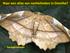 Naar een atlas van nachtvlinders in Drenthe? Seringenvlinder