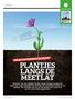 PLANTJES LANGS DE MEETLAT