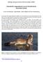 Bijdrage Werkgroep Kleine Marterachtigen (WKM) Uitzonderlijk vroege geboorte van een hermelijn bij de Weerribben-Wieden