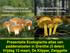 Ik weeg 8 kilo. Presentatie Ecologische atlas van paddenstoelen in Drenthe (3 delen) Vrijdag 13 maart, De Klipper, Zwiggelte