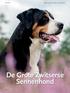 PORTRET TEKST: RIA HÖRTER FOTO S: ALICE VAN KEMPEN. De Grote Zwitserse Sennenhond