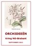Dendrobium taurinum ORCHIDEEËN. Kring NO-Brabant