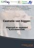 Castratie van biggen: