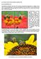 De zonnebloemen waren erg in trek bij de honingbijen (en hommels).