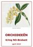 Dendrobium densiflorum ORCHIDEEËN. Kring NO-Brabant