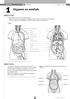 Organen en weefsels. luchtpijp long har t slokdarm middenrif lever holle ader aor ta maag nier dikke darm dunne darm