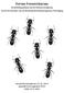 Mededelingenblad van de Mierenwerkgroep Sectie Formicidae van de Nederlandse Entomologische Vereniging. Forum Formicidarum