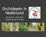 Orchideeën in Nederland. Joop ten Dam / Janine Mariën Werkgroep Europese Orchideeën