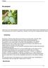 De pawpaw. Oorsprong. Beschrijving. Geloof het of niet maar de pawpaw of Asimina triloba is de grootste inheemse Noord Amerikaanse boom