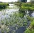 Waterkwaliteit en biodiversiteit in het laagveenlandschap