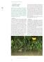 Geelbuikvuurpad Bombina variegata