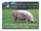 Gebruik van anti-microbiële middelen bij varkens en pluimvee in Nederland