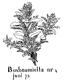 Buxbaumiella nr k. juni 75