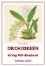 Gomesa planifolia ORCHIDEEËN. Kring NO-Brabant