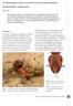 de stronkmier formica truncorum in het ommense gebied